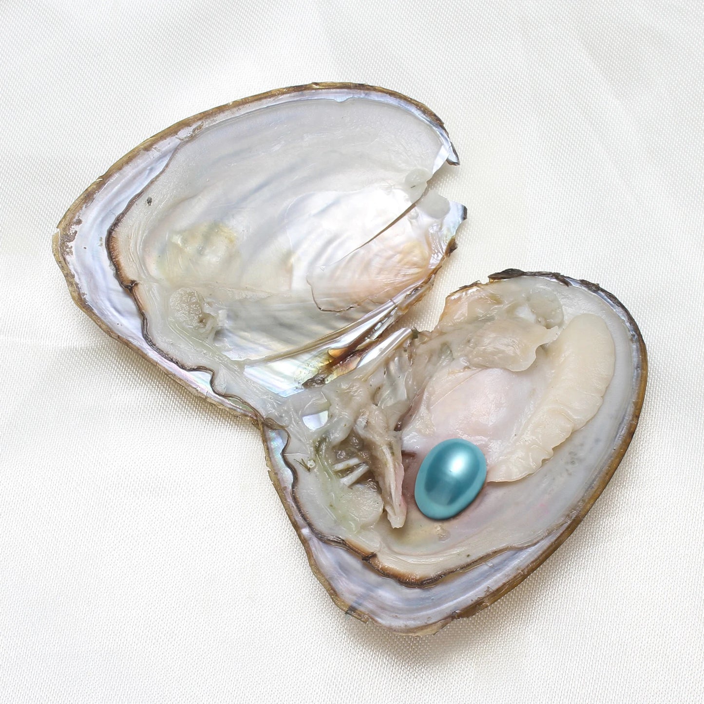 Freshwater Pearl Oyster Kit With Wish Pearl For Jewelry Making