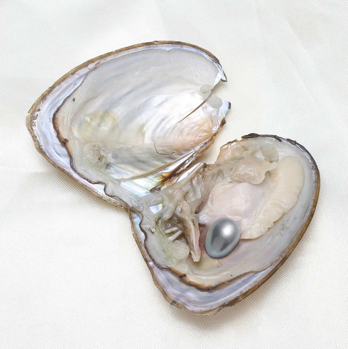 Freshwater Pearl Oyster Kit With Wish Pearl For Jewelry Making